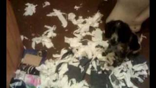 Nudge destroyed the bathroom.mp4