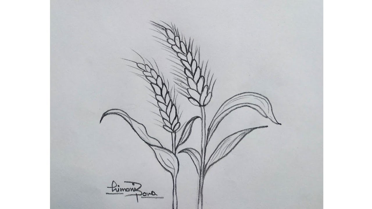 Hand Drawn Wheat. Realistic Wheat Ear. Black And White Sketch Of  Agricultural Plant. Barley And Rye Crop. Harvesting Grain For Flour  Production. Vector Natural Organic Whole Oat Template Royalty Free SVG,  Cliparts,