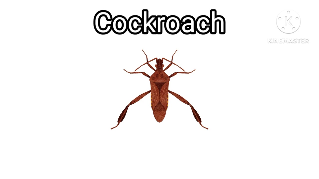 Insect's Bug's Flying 3 English 🦋🦋🦋🪰🕷️🐜🦗🦗🐝🐝🐝🐞🦂🦟🐛🪲🪱🐌🪳 K KINEMASTER K Kinemaster k kinemaster