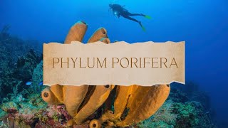 Biology | ASB0204: SCL Video Presentation (Phylum Porifera) Lecture Group 16