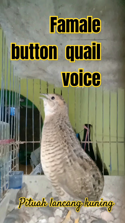 suara puyuh batu betina ORIGINAL #burungpuyuhhutan