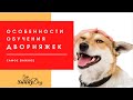 Дрессировка дворняжки . Особенности дворняжки в обучении. Как правильно дрессировать дворняжку