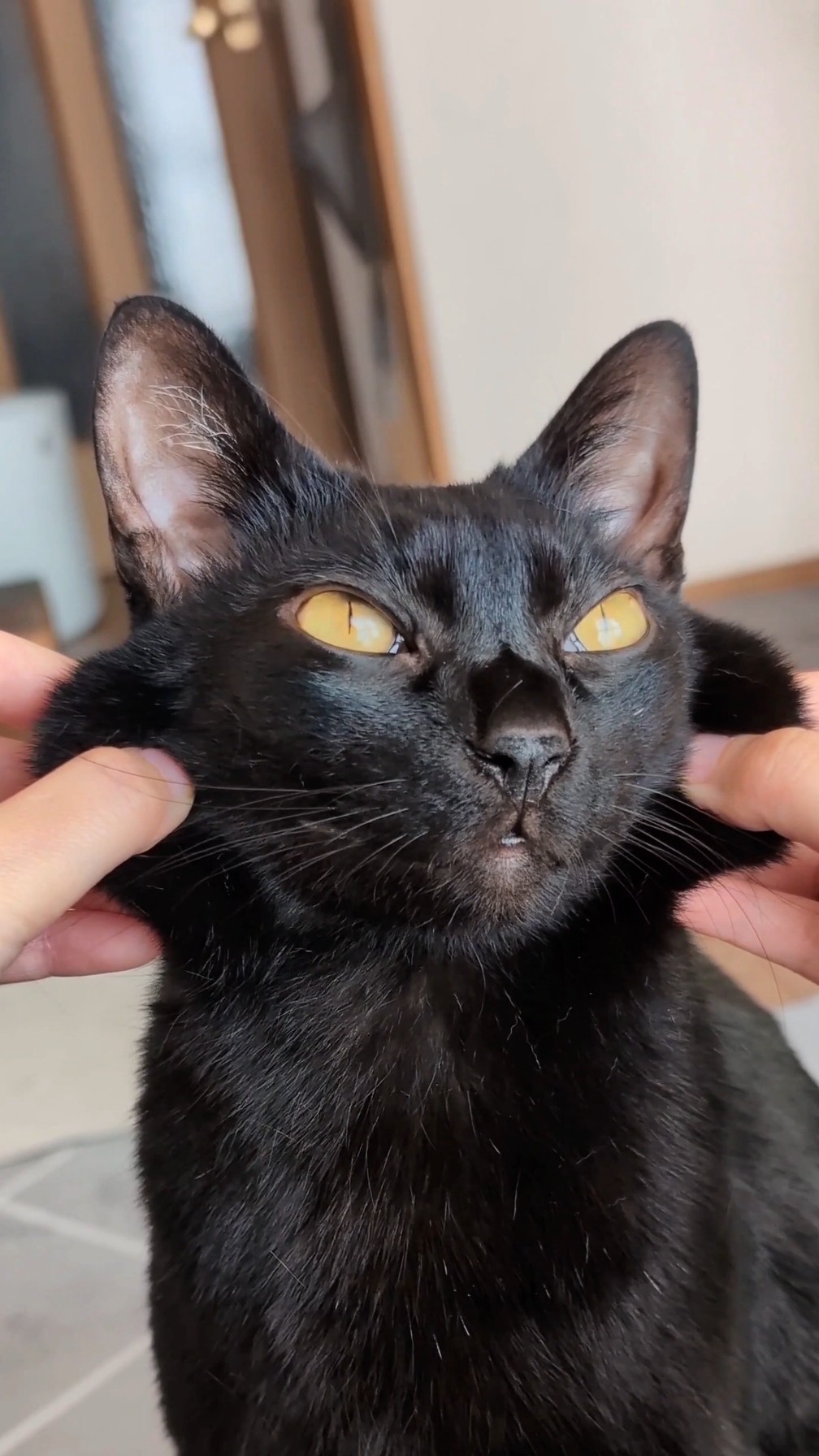 くろねこのクロちゃん - YouTube