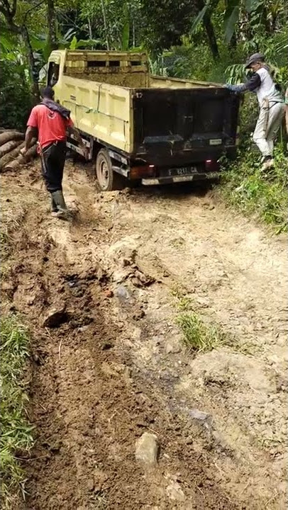 Ga bisa pulang terjebak di hutan ngepok kayu sengon
