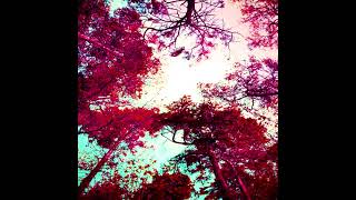 Dolly Rose - Colour waves
