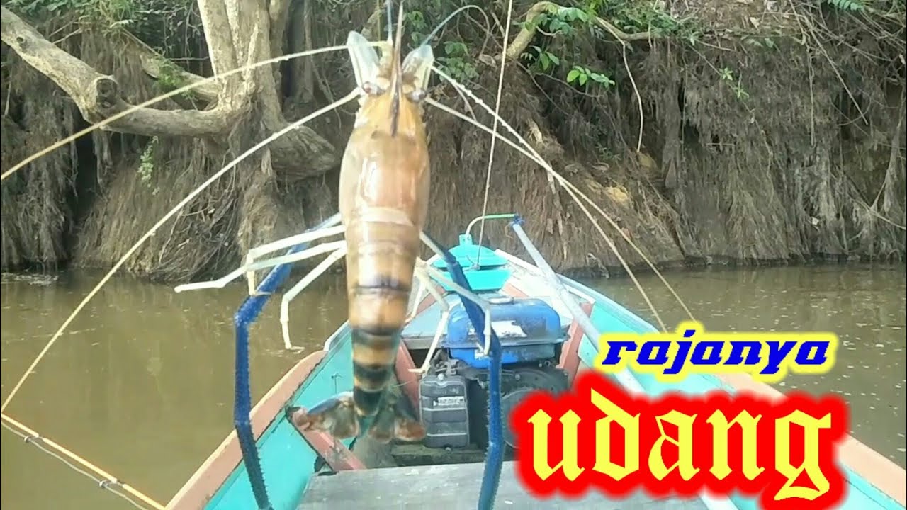 strike rajanya udang,panen strike di satu spot,mancing udang||yansah pancing