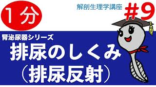 排尿のしくみ・排尿反射【解剖生理学講座】腎泌尿器９/看護師国家試験対策/看護学生