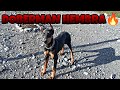 VIDEOS DE DOBERMAN HEMBRA TOMANDO EL SOL Y DESPUÉS A JUGAR 😃