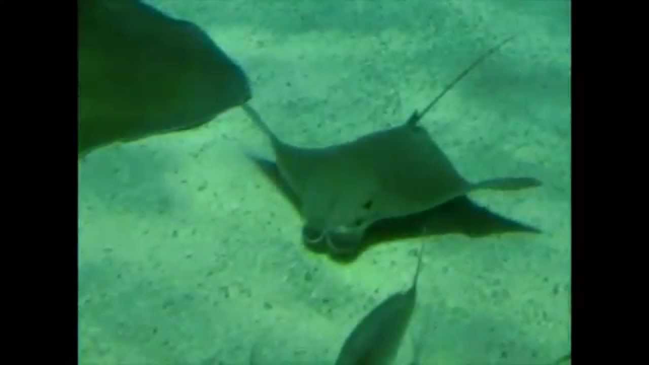 Manta Rays Swimming (Slow Motion Animation Reference)