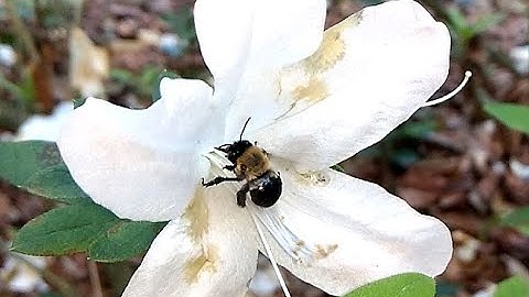 Wild Bees Pollinating Azaleas in North Florida