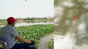 ✅ Săn cá chép sông tự nhiên và cách trộn mồi hiệu quả