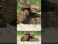Crotalus molossus: The Shadow of the Southwest pt 6 #venomouscreatures