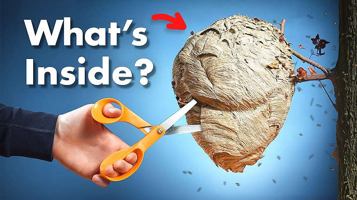 What's Inside a Wasp Nest?