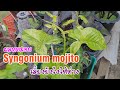 เงินไหลมา โมจิโต้ เลี้ยงยังไงให้ด่าง Syngonium mojito