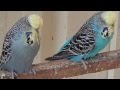 Boxing Day Budgerigars By Mark Hawke