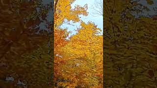 Autumn 🍂 colors October 24th 2024 #nature #princeedwardisland Information