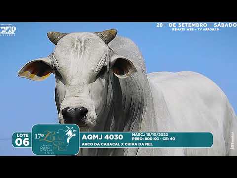 LOTE 06   AQMJ 4030