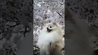 그날의 기록 2024년 4월 몽실이의 봄