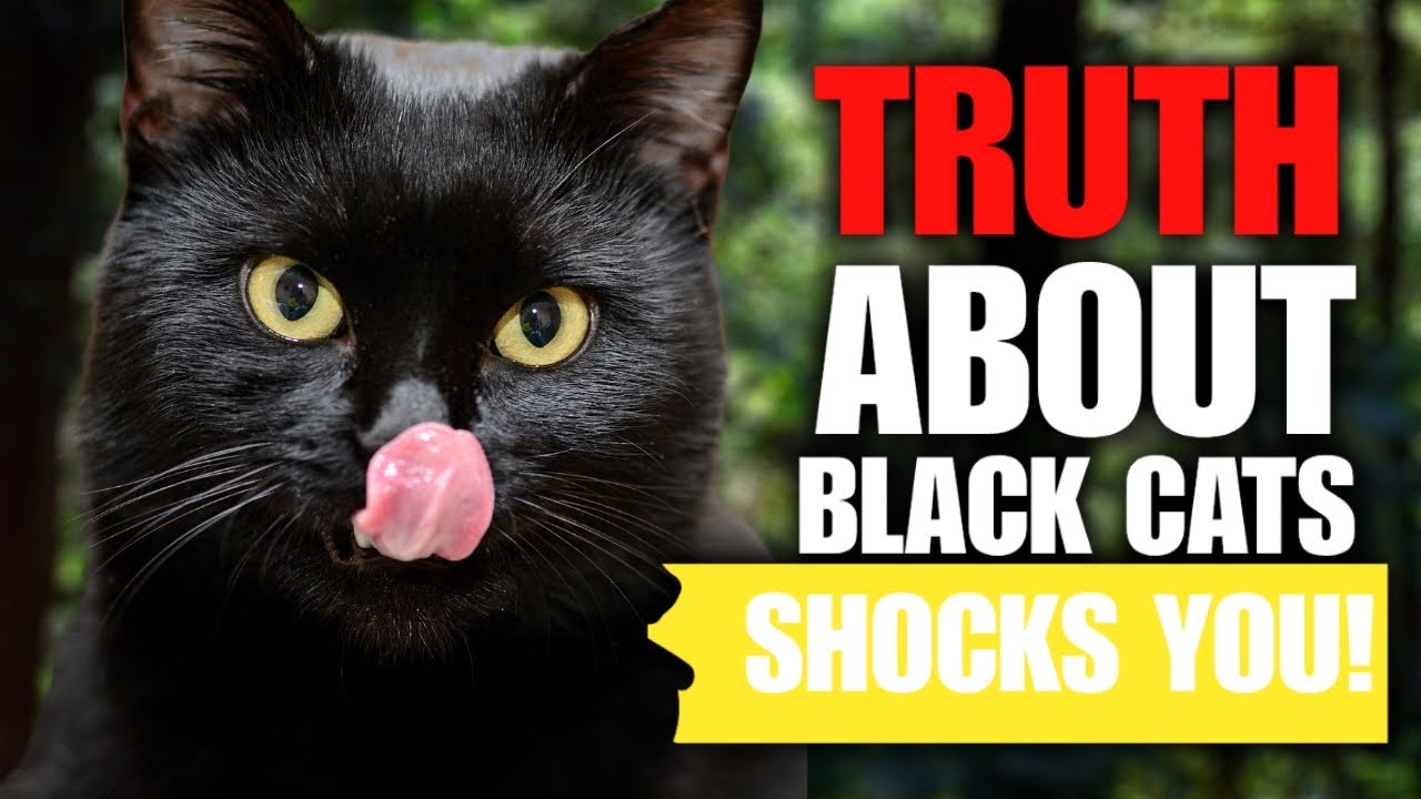 10 Incredible Black Cat Secrets That Will Blow Your Mind || PAWPEDIA 🐾