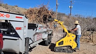 Loading and dumping grape vines from a local vinyard! ##haulintrash ##miniskidsteer ##dumptrailer
