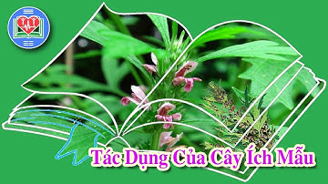 Tác Dụng Của Cây Ích Mẫu Đối Với Sức Khỏe Chủ Động Con Người