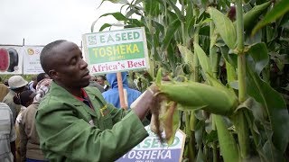 Drought resistant maize variety rolled out