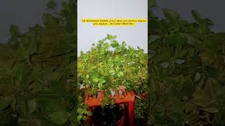 Ki̇m Intiya Düşerse Şunu Söylesi̇n..