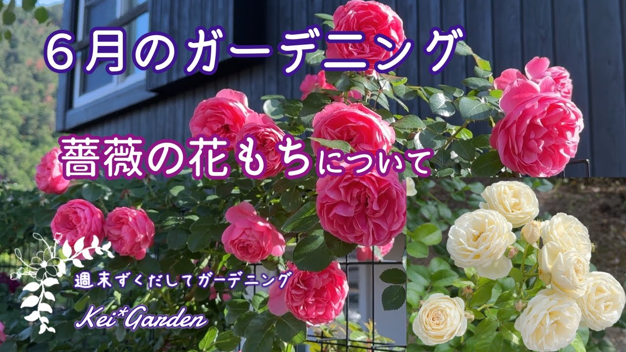 6月のガーデニング/薔薇の花もち/レオナルドダヴィンチ/フィレール