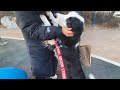 강아지와 당근마켓 직거래하면 생기는 훈훈한 일들