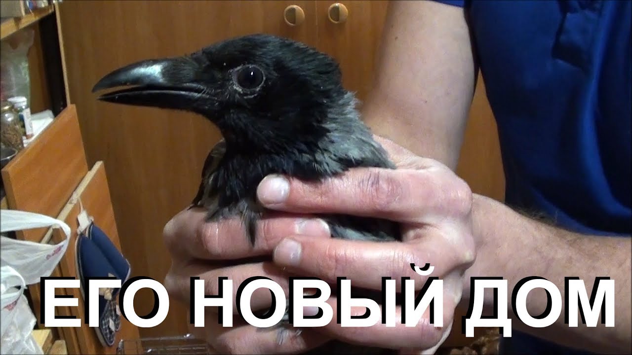 Пристроили второго вороненка - YouTube