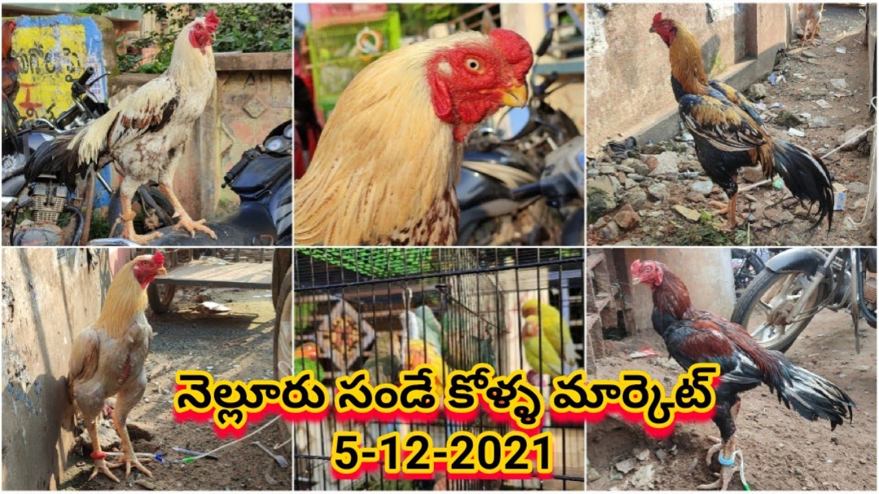 Nellore Sunday Kolla Market : 5-12-2021 #nelloresundaymarket, #nellorekollamarket, #nellorekollu,