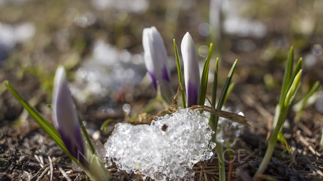 Crocus flower and snow melting ,motion timelapse, plants, mountain, meadow, 4K