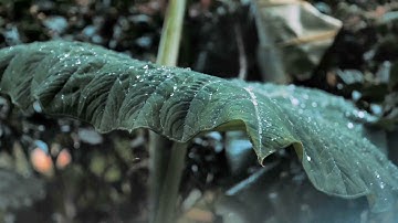 Rainmaker - Ambient Guitar Instrumental