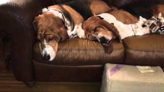 Getting basset hounds up to go to bed