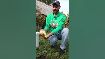 Урожай собираю ведрами! Как посадить голубику