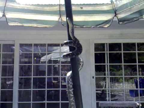 Climbing Snake - Hope