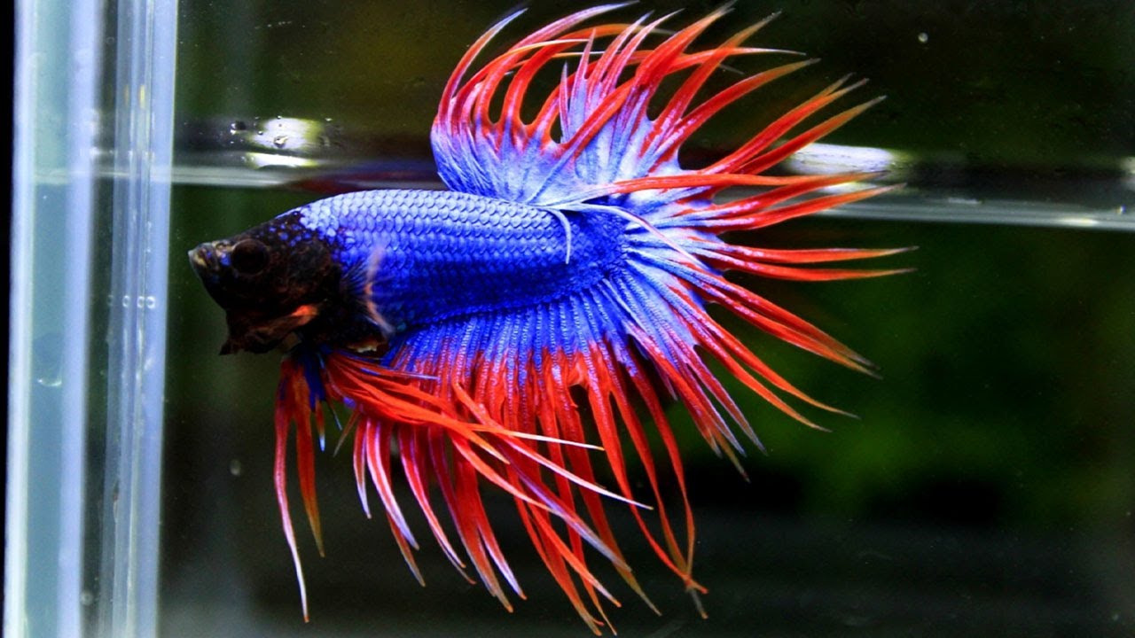 The most beautiful crown tail betta fish Selection 