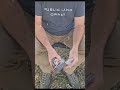 How to pluck a dove