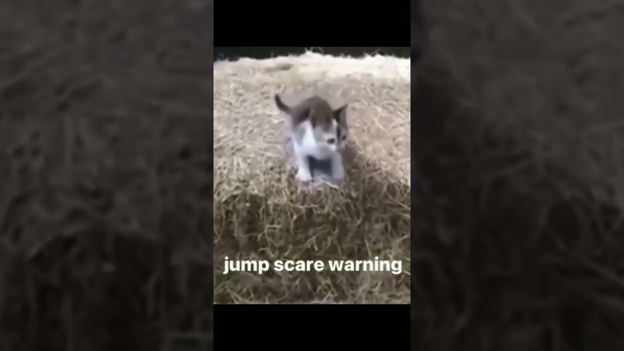 Cat Jumpscare Warning Meme 
