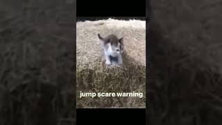 Download Lagu Cat Jumpscare Warning Meme #cats #jumpscare #memes MP3 Download Lagu Cat Jumpscare Warning Meme #cats #jumpscare #memes MP3