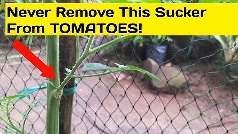 Never Remove This Sucker From TOMATOES!
