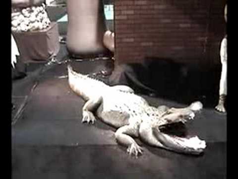 Hungry Gator