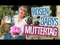 Muttertag mit ROSEN: Geheimnisse der Rosen-Zucht 🌷 - und wie die "ROSEN-Babys" ihren Namen erhalten:
