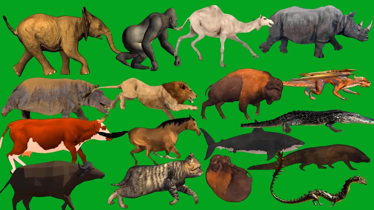 Top 16 Animals Green Screen Line Running Best HD Green Screen Animals Video