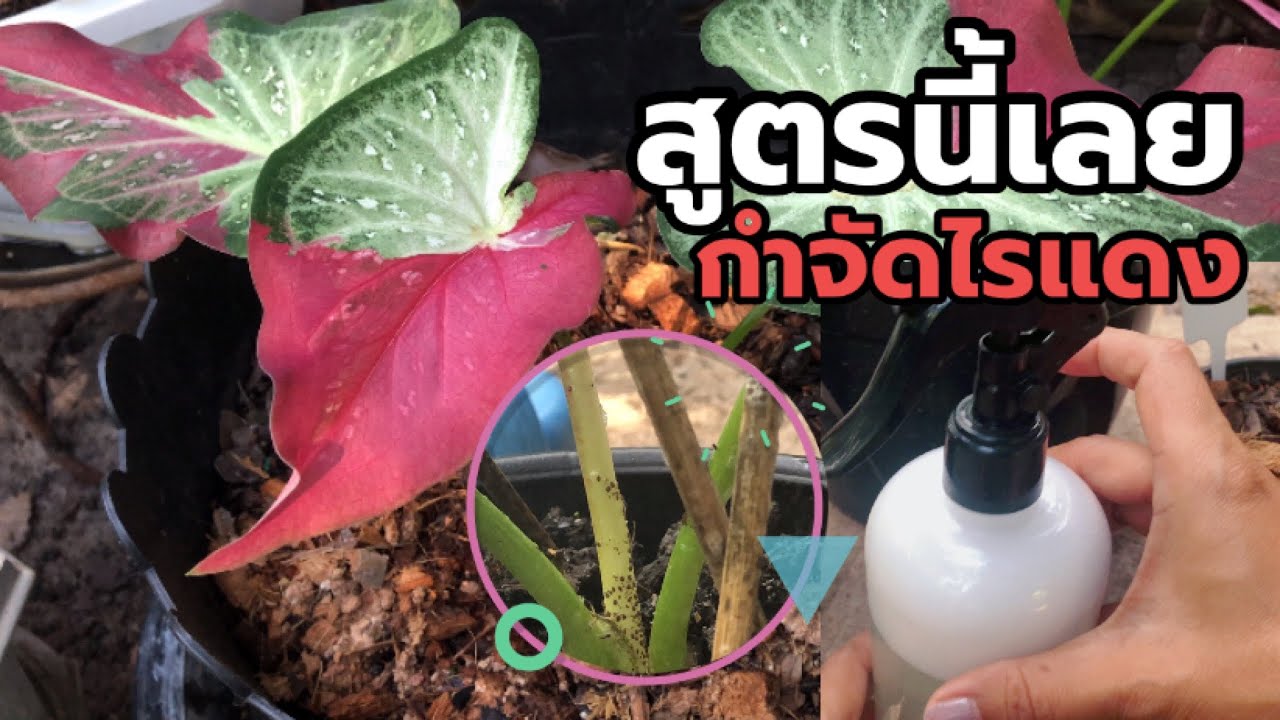 สูตรกำจัดไรแดง เกาะบอนสี ให้อยู่หมัดตายเรียบ