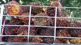 ลงเทง 2ใน 1 เดอน ตดปาลม 2 รอบเพมผลผลตขนทกๆรอบไมรวยไดไง สนใจ โทร.093-692-6515 ยปาลม