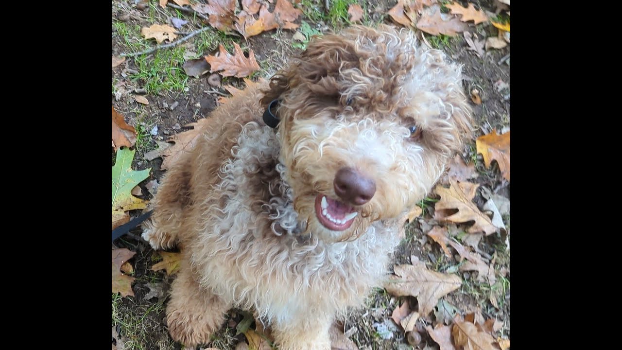 Boston Dog Trainers Nash, Bernedoodle Puppy with Remarkable Obedience Off Leash K9 Training
