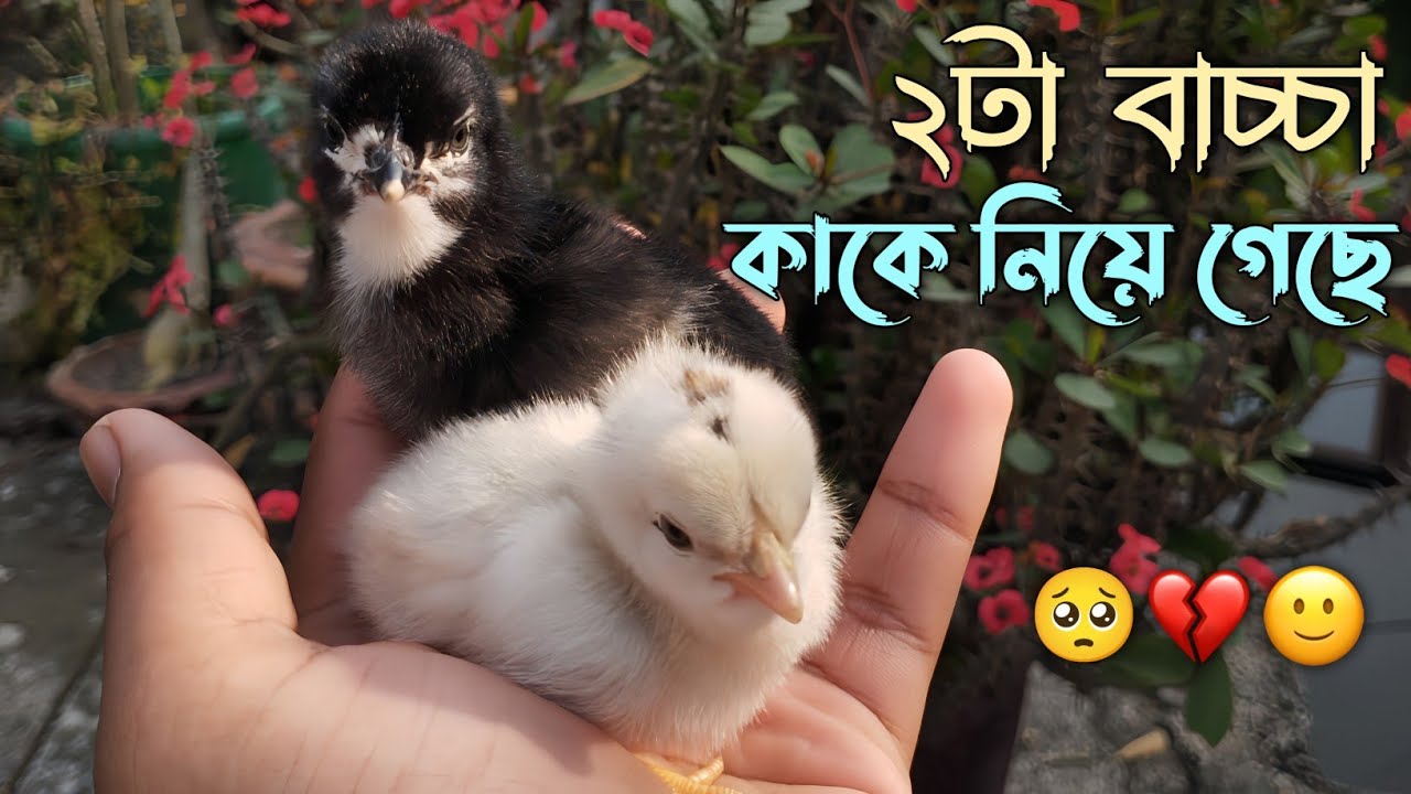 ২টা বাচ্চা কাকে নিয়ে গেছে, কিন্তু কীভাবে..? 🥺💔 