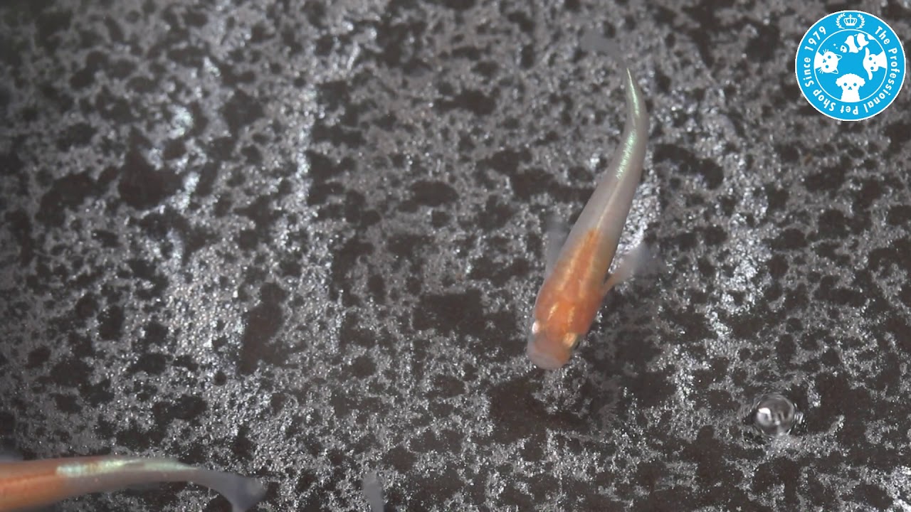 チャーム 小町体外光メダカ Oryzias Latipes Var Charm動画 Youtube