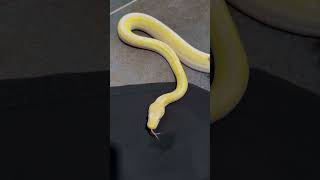 Snake behavior in real time 🥰 (Do you want more of these kind of shorts?)